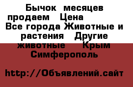 Бычок 6месяцев продаем › Цена ­ 20 000 - Все города Животные и растения » Другие животные   . Крым,Симферополь